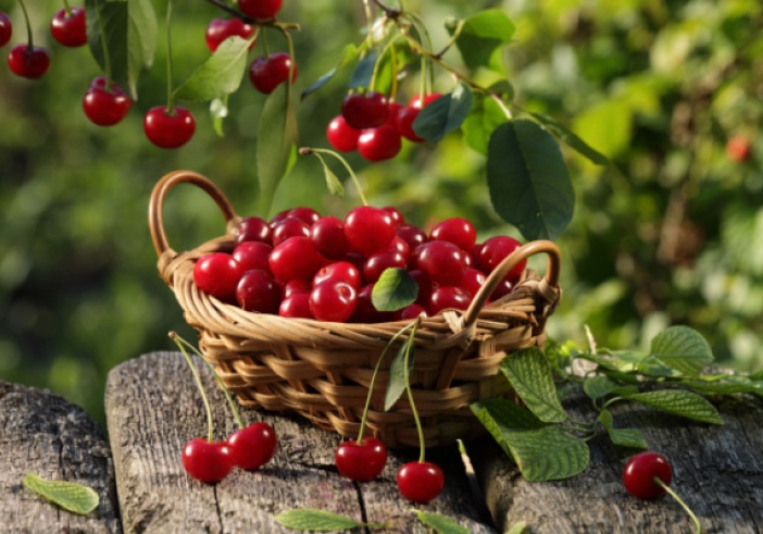 Illustration de l'article : Cerises : pas de phosmet en France ?