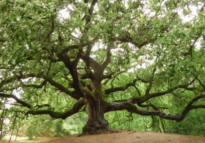 Illustration de l'article : Plan local d’urbanisme (PLU) = protecteur des arbres ?
