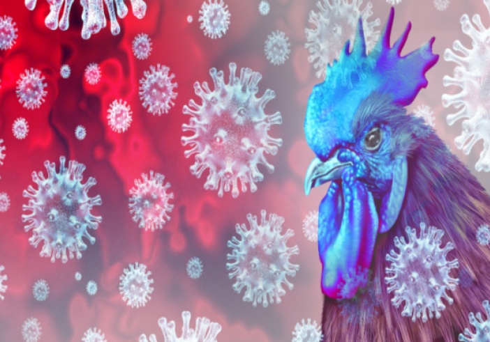 Illustration de l'article : Grippe aviaire : un nouveau report de cotisations sociales pour les éleveurs !