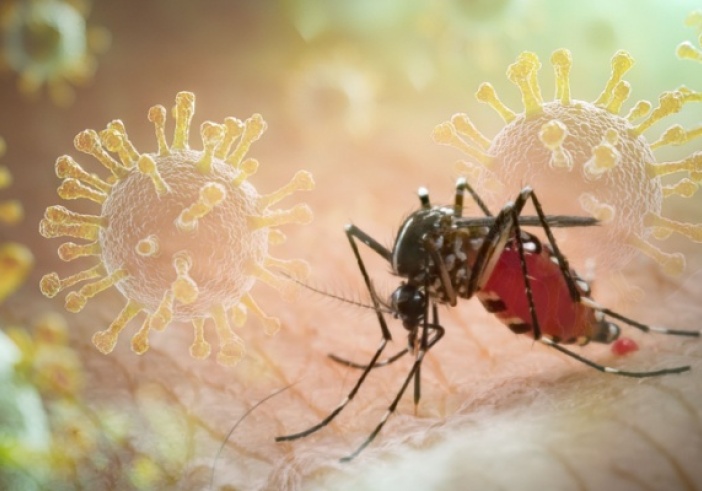 Illustration de l'article : Paludisme : vigilance à Mayotte et en Corse