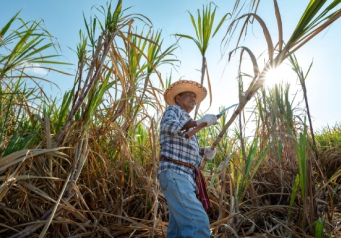 Illustration de l'article : Canne à sucre : quelle enveloppe d’aides pour les récoltes 2025 ?