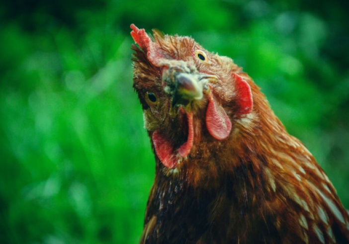 Illustration de l'article : Grippe aviaire : le point sur la situation épidémique et le versement des indemnités