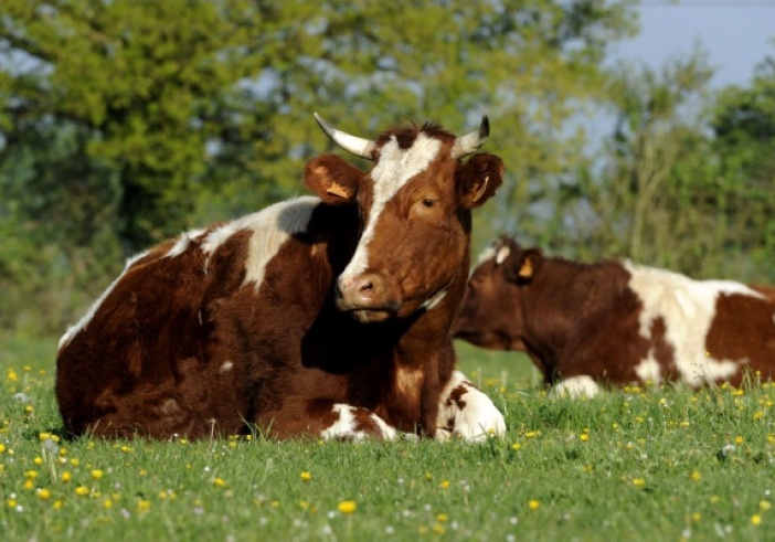 Illustration article : Provision pour hausse de la valeur des stocks de vaches, c’est déjà parti ?