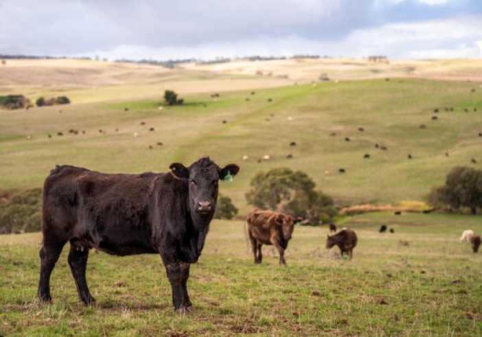 Illustration de l'article : Aides agricoles : précisions pour les bovins et la canne à sucre