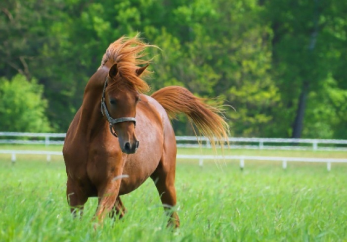 Illustration de l'article : Vente de chevaux vivants : une baisse du taux de TVA en vue ?