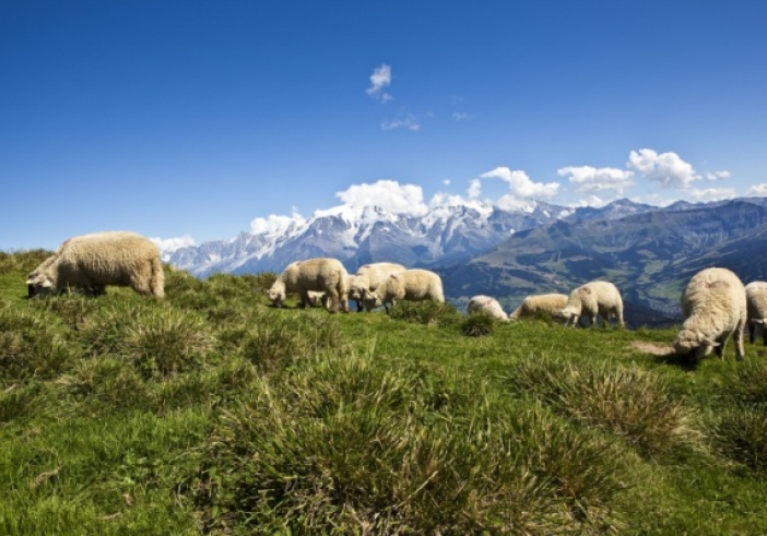 Illustration article : Aides contre la prédation : un calendrier à ne pas manquer