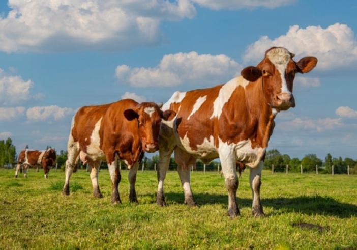 Illustration de l'article : Aides agricoles : précisions à propos de l’aide aux bovins