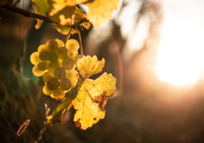 Illustration article : Viticulture : déblocage d’aides pour le secteur