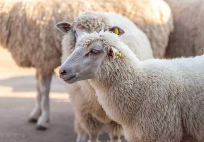 Illustration de l'article : Identification des ovins et des caprins : des mouvements plus suivis