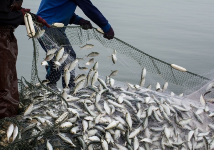 Illustration de l'article : TVA à taux réduit : même pour les poissons d’empoissonnement ?