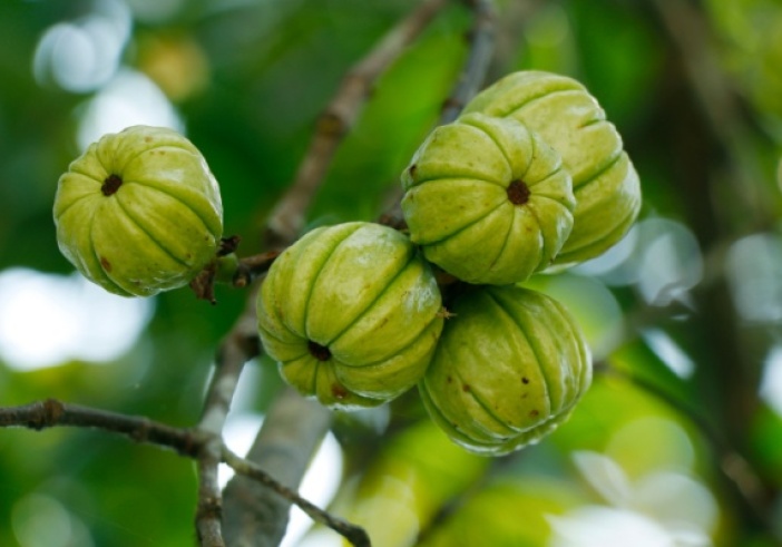 Illustration de l'article : Garcinia cambogia : interdiction temporaire