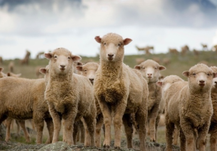 Illustration de l'article : Fièvre catarrhale ovine : quelle est la réponse du Gouvernement ?