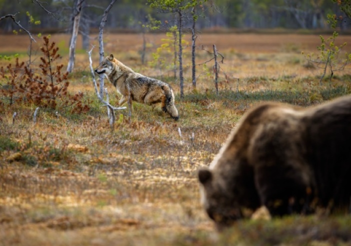 Illustration de l'article : Protection des troupeaux contre les prédateurs : précisions sur les aides