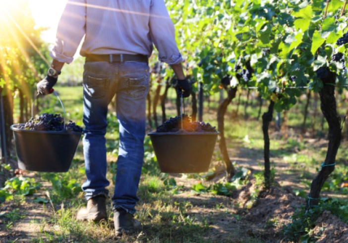 Illustration de l'article : Travail saisonnier agricole : la lutte contre la fraude s’organise