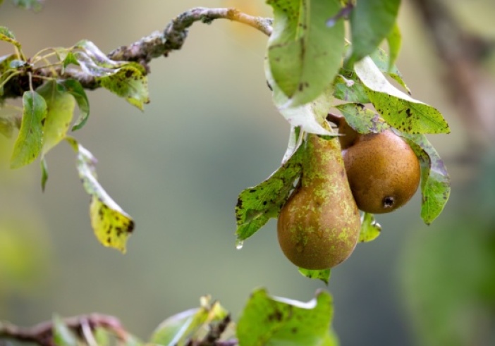 Illustration de l'article : Aides couplées végétales : du nouveau pour la catégorie « Fruits transformés »