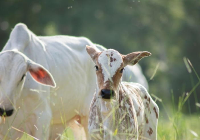 Illustration de l'article : Visites sanitaires obligatoires pour la filière bovine : une expérimentation mise en place !