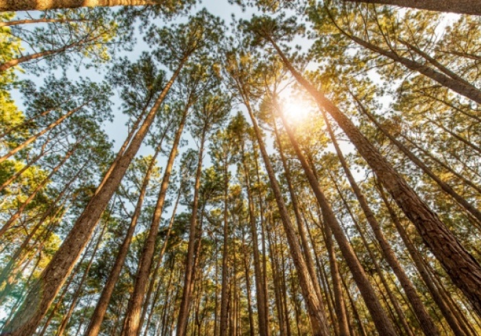 Illustration de l'article : Taux réduit de TVA pour les travaux sylvicoles et d’exploitation forestière : ça continue