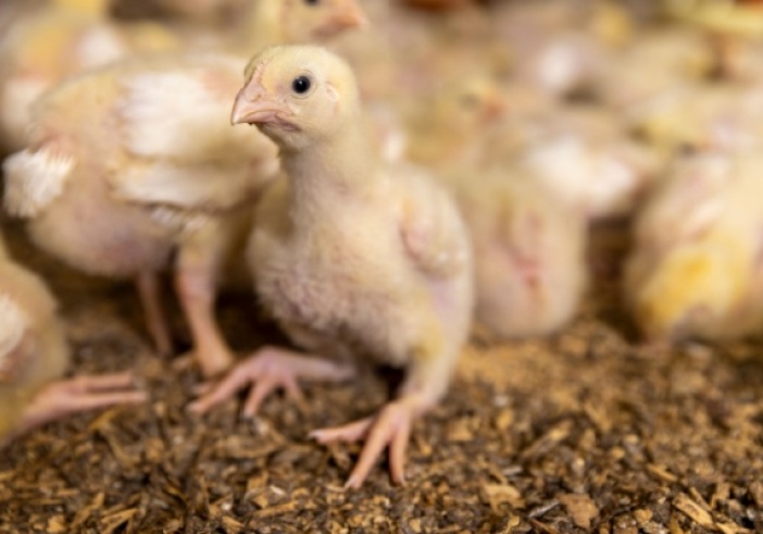 Illustration de l'article : Traçabilité des volailles et oiseaux : évolution des obligations déclaratives