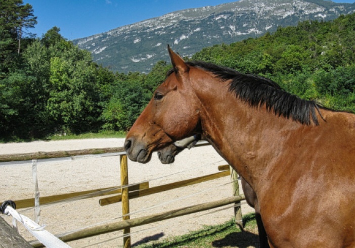 Illustration article : Centres équestres : TVA à 5,5 % ou à 20 % ?