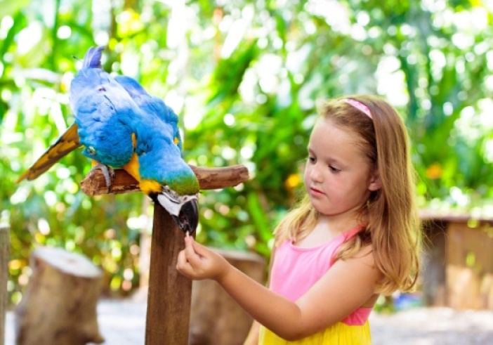 Illustration de l'article : Parcs zoologiques : vers une fin du taux réduit de TVA ?