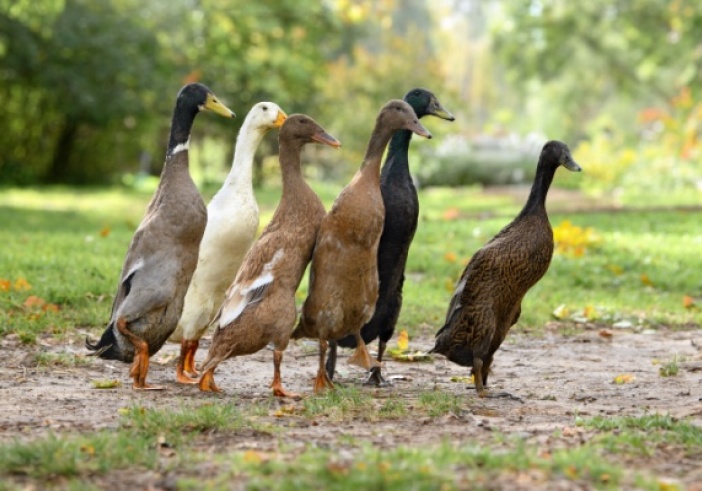 Illustration article : Grippe aviaire : la situation sanitaire s’améliore…