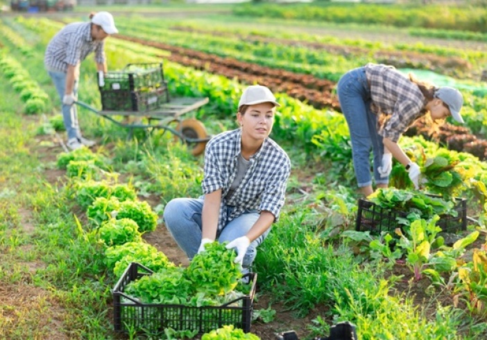 Illustration de l'article : Travailleurs saisonniers agricoles : l’hébergement sous tente étendu à de nouveaux départements