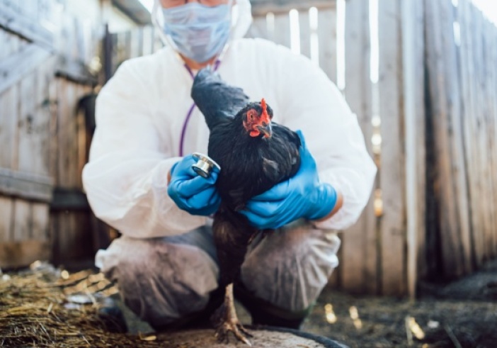 Illustration de l'article : Grippe aviaire : une amélioration pour le printemps 2025 !