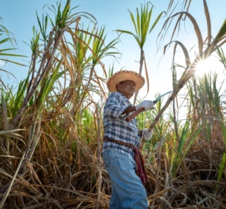 Illustration article : Canne à sucre : quelle enveloppe d’aides pour les récoltes 2025 ?