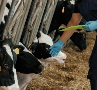 Illustration article : Dermatose nodulaire : des restrictions renforcées