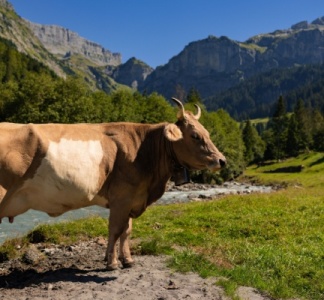 Illustration article : Élevage bovin en Corse : un report de l’obligation d’identification