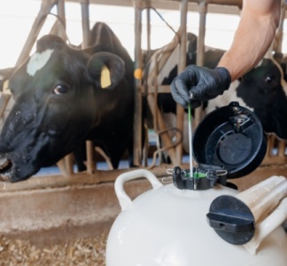 Illustration article : Insémination artificielle : harmonisation des démarches