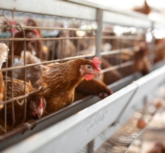Illustration article : Grippe aviaire : les beaux jours sont là !