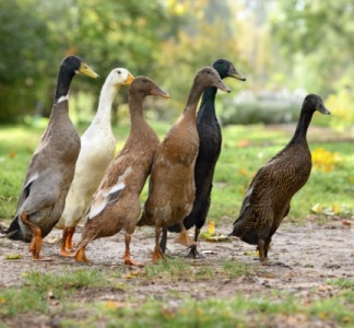 Illustration article : Grippe aviaire : la situation sanitaire s’améliore…