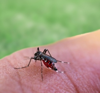 Illustration article : Paludisme en Guyane : plus de tests rapides d&#039;orientation diagnostique !