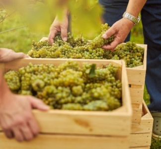 Illustration article : Secteur du vin : que pense l’Autorité de la concurrence de l’instauration de bornes de prix de vente ?